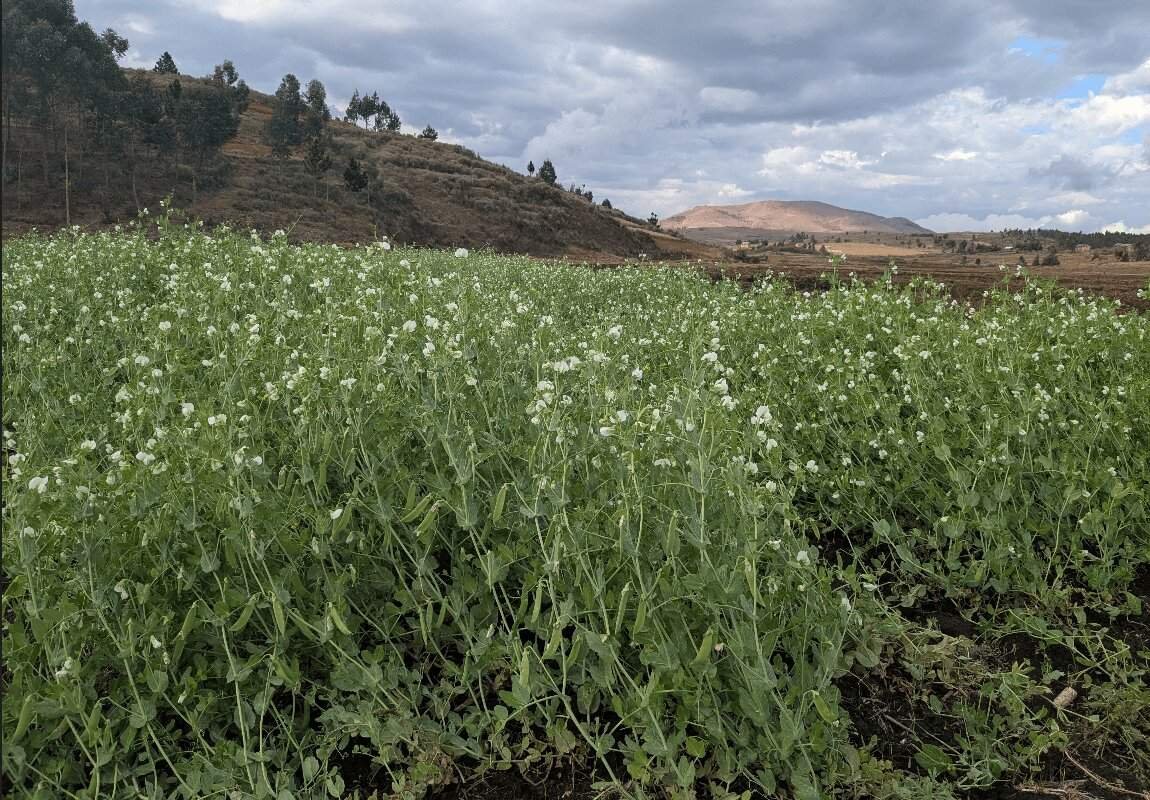 Un barrage pour produire davantage : l’expérience d’Ankazondrano