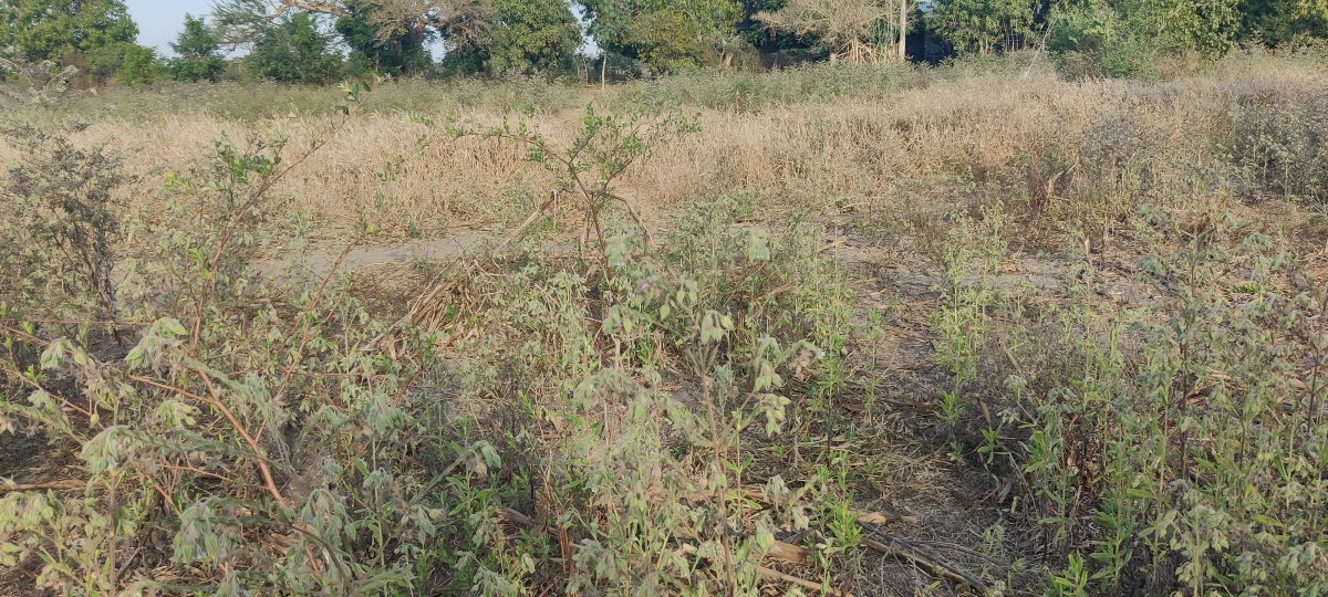 AMÉLIORATION DE LA PRODUCTIVITE RIZICOLE PAR UN SYSTEME DE POMPAGE SOLAIRE A PARTIR D' UN PUITS DANS LA COMMUNE RURALE D